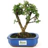 bonsai_mini_goiaba_4_anos_22_cm_12444_3_2ddec55ab99305c21c2c8d49ab4219e5
