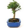 bonsai_mini_goiaba_4_anos_22_cm_12444_4_540ace6b7bcf951d152ea6f137a025b2