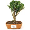 bonsai_buxus_harlandii_2_anos_18_cm_12454_1_6f56835c17681891b794fbc8939c7d74