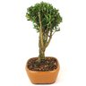 bonsai_buxus_harlandii_2_anos_18_cm_12454_2_53192a625380cfb6fa3330f28ee632fc