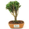 bonsai_buxus_harlandii_2_anos_18_cm_12454_3_e4792bce743ab394cb7fc55004fdd2b9