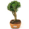 bonsai_buxus_harlandii_2_anos_18_cm_12454_4_533fdfbf835c56ecd575926e36a03efe
