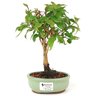 bonsai_pitanga_2_anos_23_cm_12458_1_c02a479227e50a6844b75503861e0d44