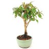 bonsai_pitanga_2_anos_23_cm_12458_2_4805ba98ab7f2b53037ceb1b733a2384