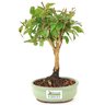 bonsai_pitanga_2_anos_23_cm_12458_3_534ca058bb92f23bc4821bade998de39