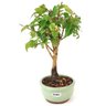 bonsai_pitanga_2_anos_23_cm_12458_4_8b18cd7efa9a445d15a85ab271b8168d