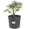 pre_bonsai_acer_deshojo_3_anos_26_cm_12534_1_031e067b473387f6bcd0e14d07b53441
