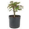 pre_bonsai_acer_deshojo_3_anos_26_cm_12534_2_b76ca9f50629e4e54ec9161603cf0577