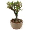 bonsai_serissa_rosa_2_anos_18_cm_12572_2_baeb9ae7a3308ab14409a825f2f3d189