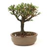 bonsai_serissa_rosa_2_anos_18_cm_12572_3_0468a00049166e9fe91d7e0d180a43b1