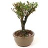 bonsai_serissa_rosa_2_anos_18_cm_12572_4_4dcfbbefb27c4babb42060957ef96904