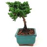 bonsai_procumbens_2_anos_15_cm_12576_4_3180a1c7c0e7bf2921d098e826508825
