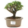 bonsai_serissa_rosa_3_anos_18_cm_12638_1_109ec9ad1721749e4f4fc5743c83048d