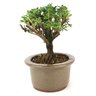bonsai_serissa_rosa_3_anos_18_cm_12638_2_76be831ea6c6bc5056c2ef603b5b90b5
