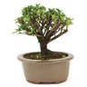 bonsai_serissa_rosa_3_anos_18_cm_12638_3_48c73c048b81723d0e5dd659c8ca5d63