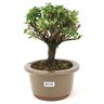 bonsai_serissa_rosa_3_anos_18_cm_12638_3_6405aa78d352f7cb537d9c122e4e2e6a