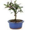 bonsai_ulmus_3_anos_23_cm_12652_1_c0d66b9e398007d08b68d1941bbc1e2a