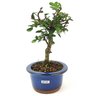 bonsai_ulmus_3_anos_23_cm_12652_2_836cde14797e33aede123c561f1d12f7