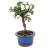 bonsai_ulmus_3_anos_23_cm_12652_4_70949e479bdb21f4462e96c6f38c39e9