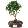bonsai_cereja_silvestre_4_anos_26_cm_12668_1_90acbde0c7a163c8256a0a3d0eb40e8b