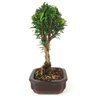 bonsai_cereja_silvestre_4_anos_26_cm_12668_2_c293483165a8c78ab852ae0b1d27f9b4