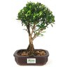 bonsai_cereja_silvestre_4_anos_26_cm_12668_3_268757bafb324ddbb79ffe742e707a5e