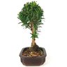 bonsai_cereja_silvestre_4_anos_26_cm_12668_4_1f318b524e5e32daf9485b8c42ce6341