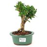 bonsai_cereja_silvestre_3_anos_24_cm_12686_1_8a9a10a7361f8ae9fe2001a728e3286e