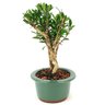 bonsai_cereja_silvestre_3_anos_24_cm_12686_2_b0e19bef1affdf02d8000799aa41935d