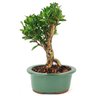 bonsai_cereja_silvestre_3_anos_24_cm_12686_3_cd05e8b0bcff3a6d8246a515161ef27a