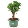 bonsai_cereja_silvestre_3_anos_24_cm_12686_4_0342ae5a6c5899708495e1246d359dad
