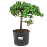 pre_bonsai_procumbens_5_anos_32_cm_12706_1_13fed6b7f1faeb39c87e5e21db4a4de4