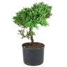 pre_bonsai_procumbens_5_anos_32_cm_12706_2_38851d60fb06cc56c1d9c11210ffb074