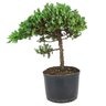 pre_bonsai_procumbens_5_anos_32_cm_12706_3_97b9e3e34e9315cb4284651b30ee88c0