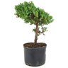 pre_bonsai_procumbens_5_anos_32_cm_12706_4_075f2104263922e92ecfb7fe2a7ec185