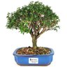 bonsai_serissa_dobrada_branca_4_anos_24_cm_12834_1_8746f8b872205e92bcb79a057bc9fce3