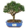 bonsai_serissa_dobrada_branca_4_anos_24_cm_12834_3_5d6de520801ede519e1aa056c6d86d5c