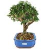 bonsai_serissa_dobrada_branca_4_anos_24_cm_12834_4_cc3b7307fdcc31d6a64e84dd0283605b