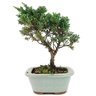 bonsai_shimpaku_3_anos_25_cm_12844_1_a35850bff9db601d26f8362eeee69631