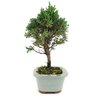 bonsai_shimpaku_3_anos_25_cm_12844_2_849695bb20737f132c57c46fe16f869d