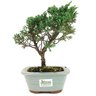 bonsai_shimpaku_3_anos_25_cm_12844_3_79aa3110cad0b9cd01a0e3efca041460