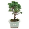 bonsai_shimpaku_3_anos_25_cm_12844_4_94e113d9d0efcd5c6fdd42e2f285f9b6