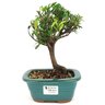 bonsai_mirtus_mini_cereja_3_anos_23_cm_12850_1_fd0a4125bdada46e0cb76e46742ddca7