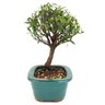 bonsai_mirtus_mini_cereja_3_anos_23_cm_12850_2_e15bcdb55ad9e88ce8b70a26a253211d