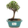 bonsai_mirtus_mini_cereja_3_anos_23_cm_12850_3_55f8a006d3f2ec47c3e1df66a661bb61
