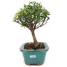 bonsai_mirtus_mini_cereja_3_anos_23_cm_12850_4_188bcc0a660d6e6571fbbb0335b43bf2