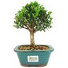 bonsai_buxus_harlandii_3_anos_22_cm_12852_3_7607cb8ef9aa45d1077cde3f40e39d85