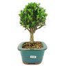bonsai_buxus_harlandii_3_anos_22_cm_12852_4_a62f3b470a39cba1e637b22161015158