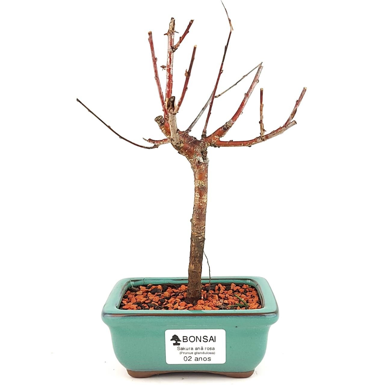 Bonsai Sakura Rosa - 2 Anos 20 Cm