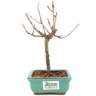 bonsai_sakura_rosa_2_anos_20_cm_12860_3_16fa69e852797a74b7b76fabe72fc38d